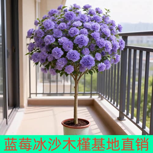 木槿花树苗重瓣耐寒植物