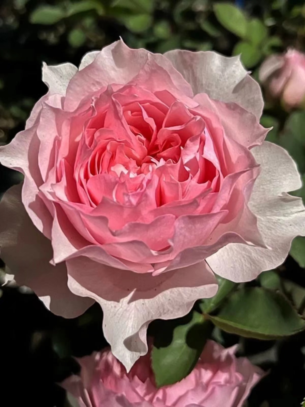 莫妮卡戴维玫瑰月季花苗