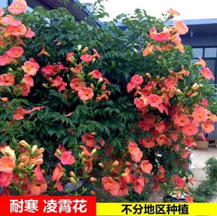 耐寒凌霄花苗庭院爬藤植物老桩盆栽花卉四季炮仗花树苗紫藤花包邮