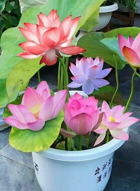 大花观赏荷花苗食用藕苗莲藕苗盆栽碗莲莲藕苗种植荷花苗莲花苗
