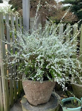 雪柳树苗珍珠梅花盆栽绣线菊雪梅水培花卉室内庭院植物喷雪花耐寒