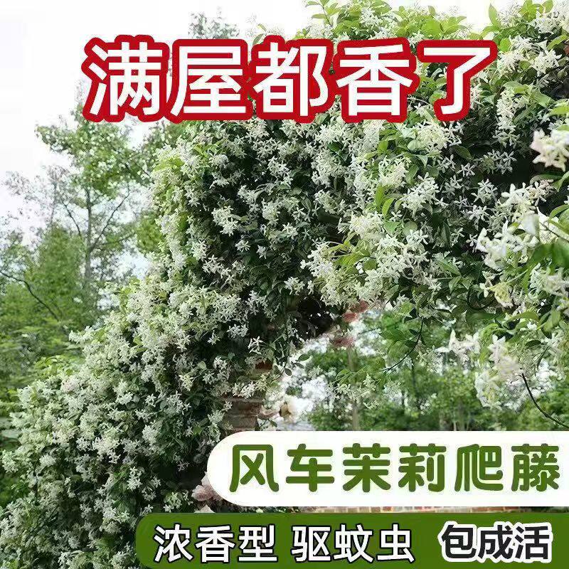 爬藤植物风车茉莉浓香型室内阳台茉莉花