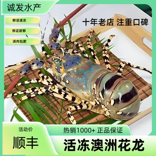 澳洲龙虾中华锦绣花龙澳龙