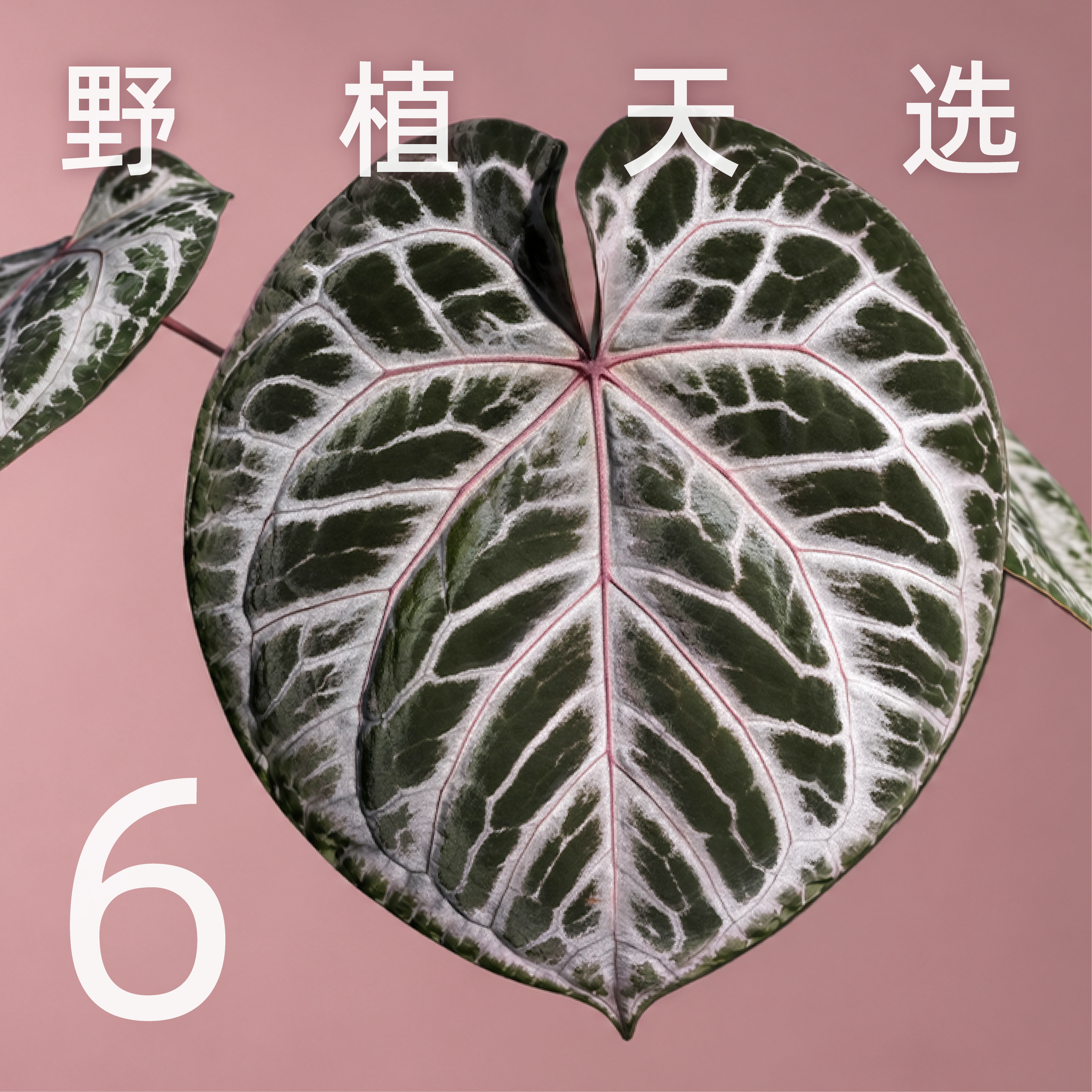 纵野/6号粉级福利链接 热带植物花烛蔓绿绒龟背竹趣味观叶热植
