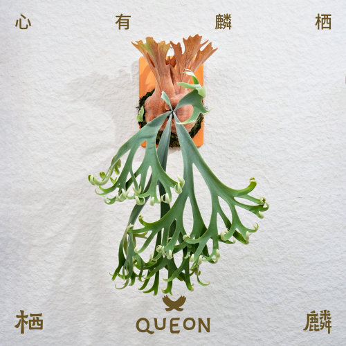 栖麟 QUEON/直播链接 鹿角蕨一物一拍