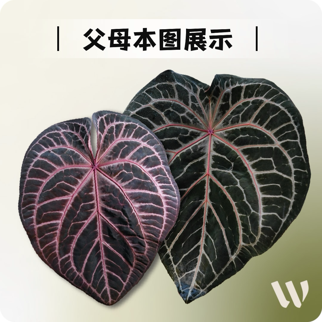 纵野 / 母本展示 天南星科室内盆栽客厅装饰观叶稀有绿植图片