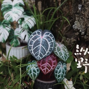 红水晶火鹤王黑桃花烛 联名Qiaolab热植粘土手办 纵野 指间森林