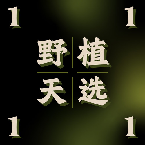 纵野 / 1号直播专拍 热带观叶盆栽装饰趣味盆景客厅绿植落地