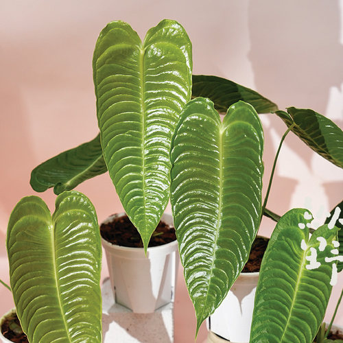 纵野 / 火鹤王花烛Anthurium veitchii天南星科观叶绿植