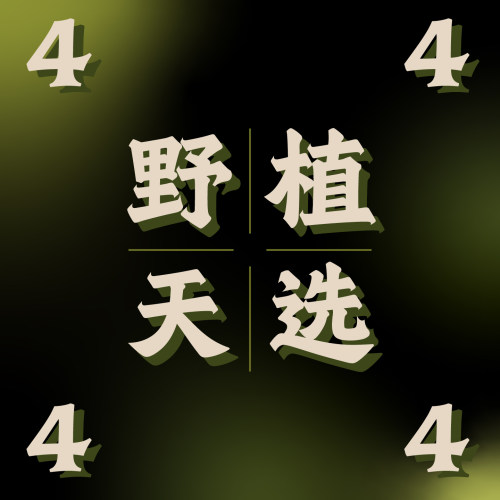 纵野/ 4号直播专拍 客厅绿植室内大盆栽趣味好看稀有花烛蔓绿绒
