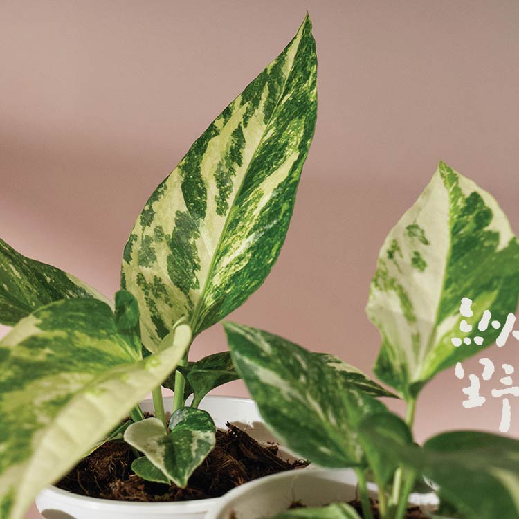 纵野 / 鸟巢花烛锦 天南星观叶植物室内绿植盆栽