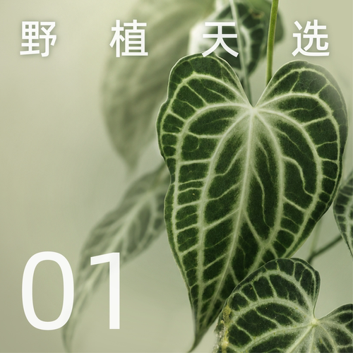 纵野 / 1号直播专拍 热带观叶盆栽装饰趣味盆景客厅绿植落地