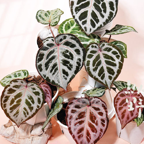纵野 / MISTIQ F2 花烛 天南星科室内观叶植物盆栽