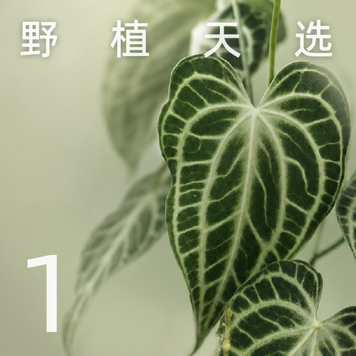 纵野 / 1号直播专拍 热带观叶盆栽装饰趣味盆景客厅绿植落地
