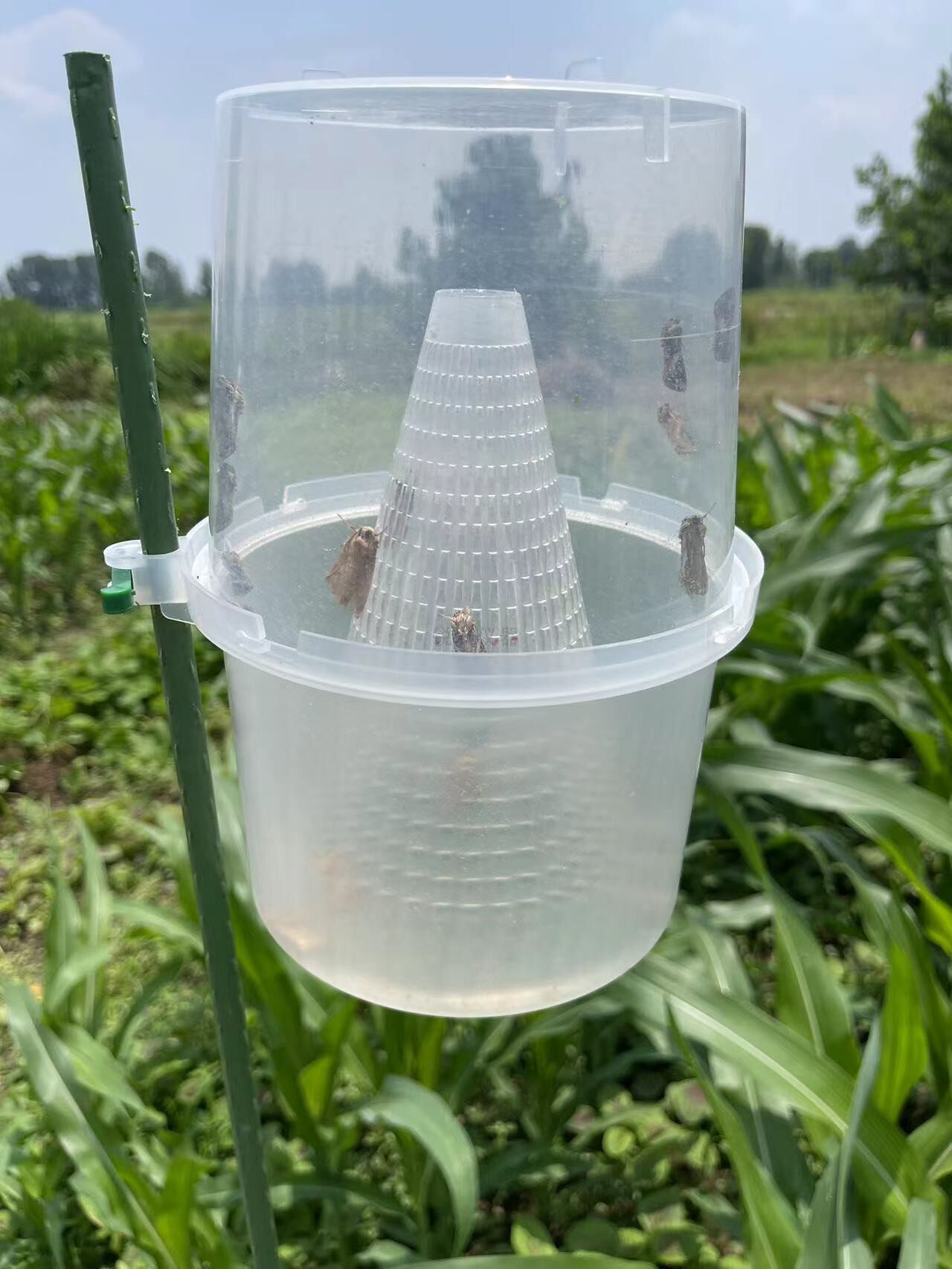 100套包邮新型飞蛾诱捕器棉铃虫棉花水稻二化螟稻纵卷叶螟防治