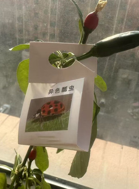 异色瓢虫卵卡 锐农牌 20头/张活体昆虫天敌绿色防治蚜虫