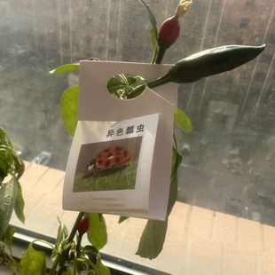 异色瓢虫卵卡 锐农牌 20头/张活体昆虫天敌绿色防治蚜虫