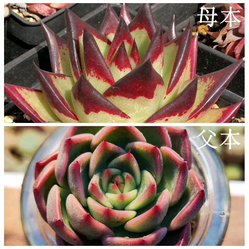 多肉植物种子 乌木 x（东云杂黑玫瑰）种子10粒满38包邮 23年新收