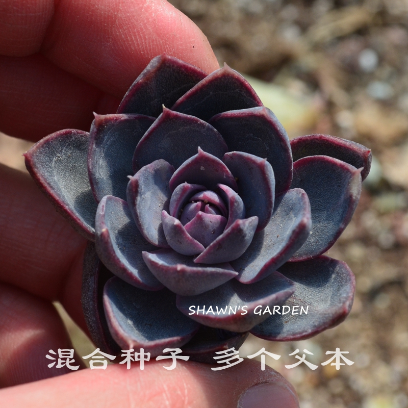 多肉植物种子 皱叶杂黑玫瑰优选母本 杂交混合种子10粒 满38包邮