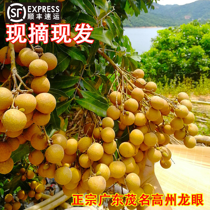 顺丰空运高州新鲜龙眼石硖广东茂名储良精选大果现摘现发老树桂圆