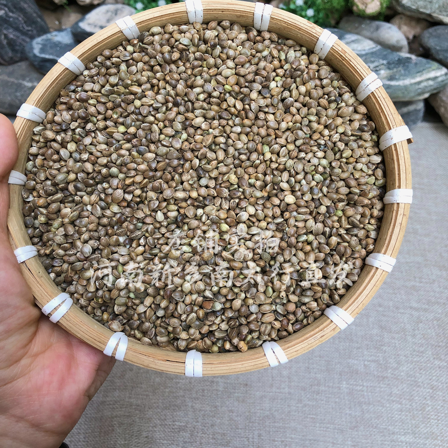 中药材特级野生火麻仁500g克火麻仁籽火麻仁子桑叶茶决明子茶泡茶
