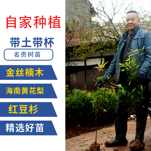 名贵树苗正宗四川金丝楠木树苗庭院常绿带土奇楠盆景海南黄花梨