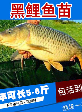 稻田鲤鱼苗草鱼苗皖鱼苗鲫鱼苗罗非鱼苗淡水活体养殖鱼苗包活包邮