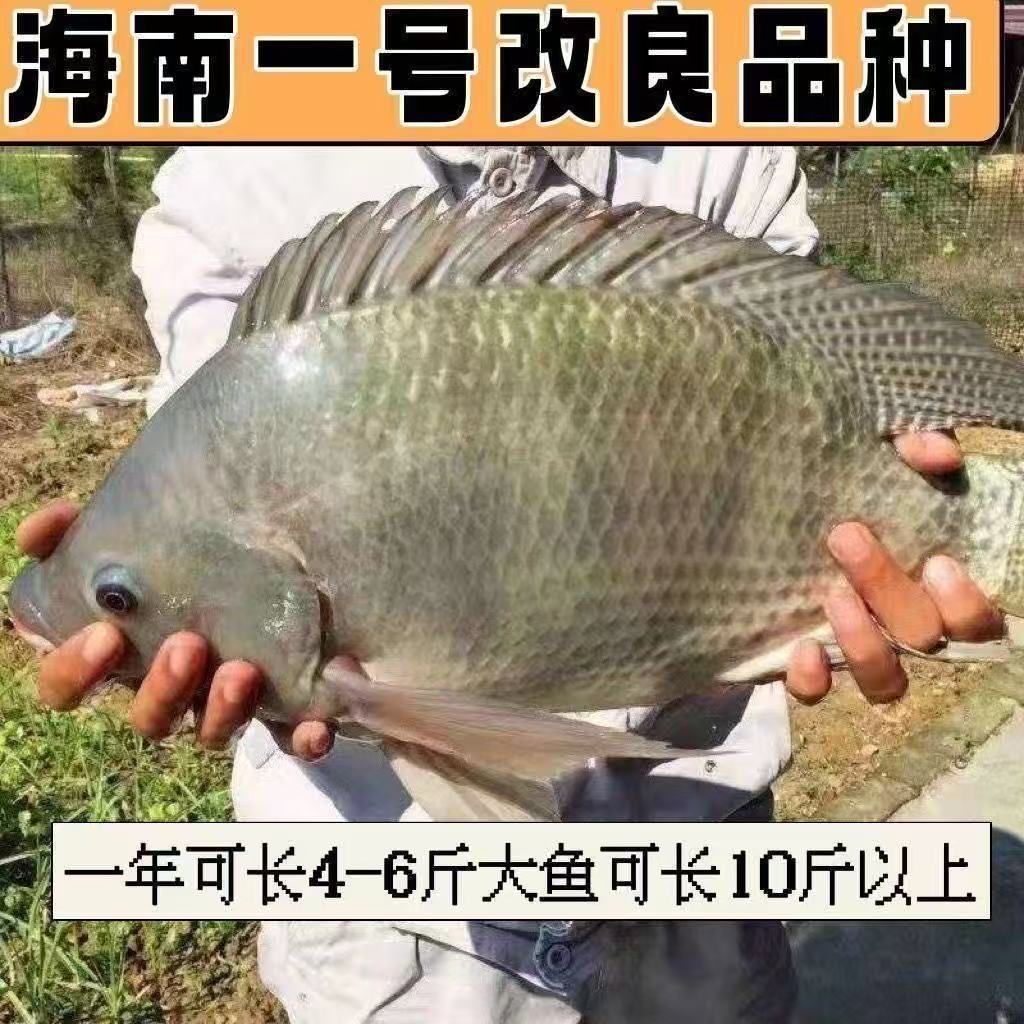 脆肉罗非鱼福寿鱼淡水养殖