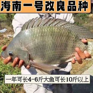 脆肉罗非鱼苗抗冻耐寒单性大品种罗非鱼苗海南一号罗非大苗特大号