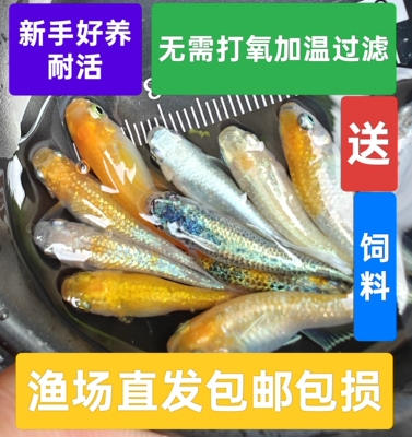 观背青鳉不打氧小型冷水观赏鱼好养耐活古法缸生态缸迷你锦鲤金鱼
