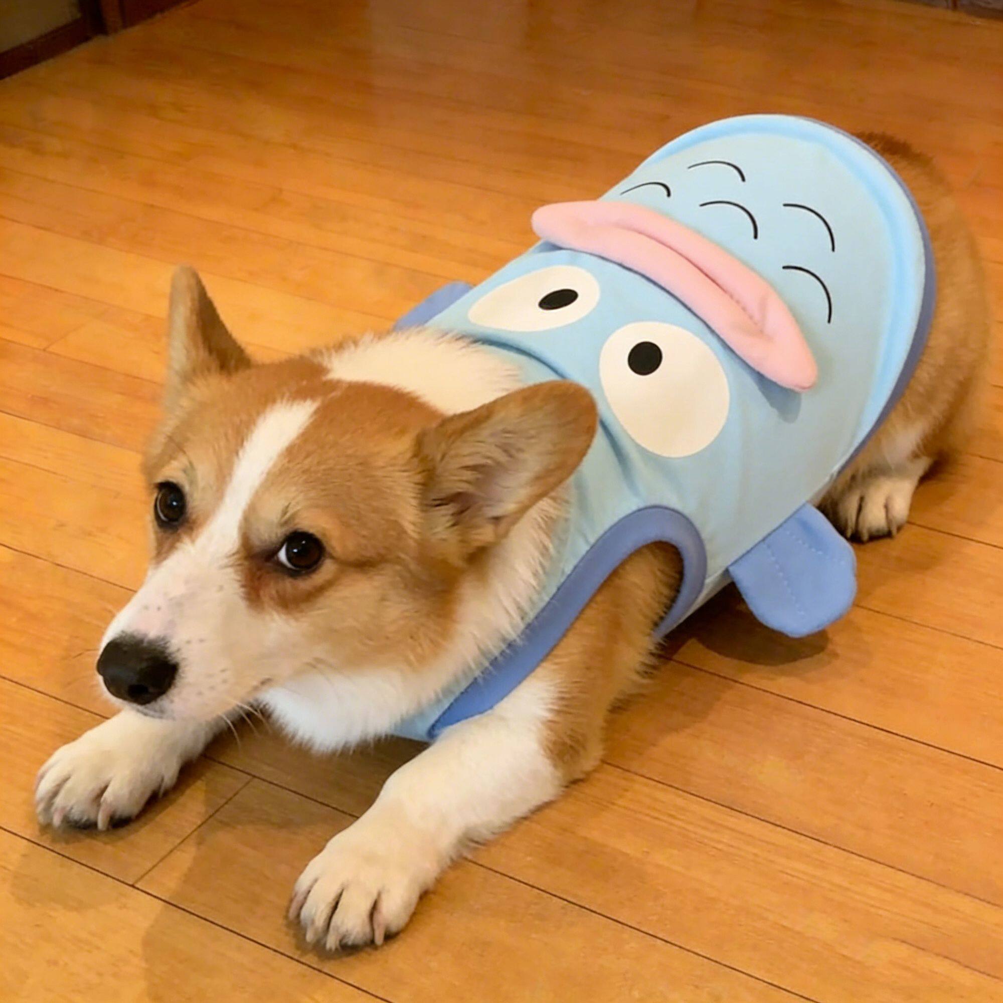 宠物狗狗衣服春秋款卡通香肠嘴小鱼亲肤背心中型犬柯基柴犬法斗图片