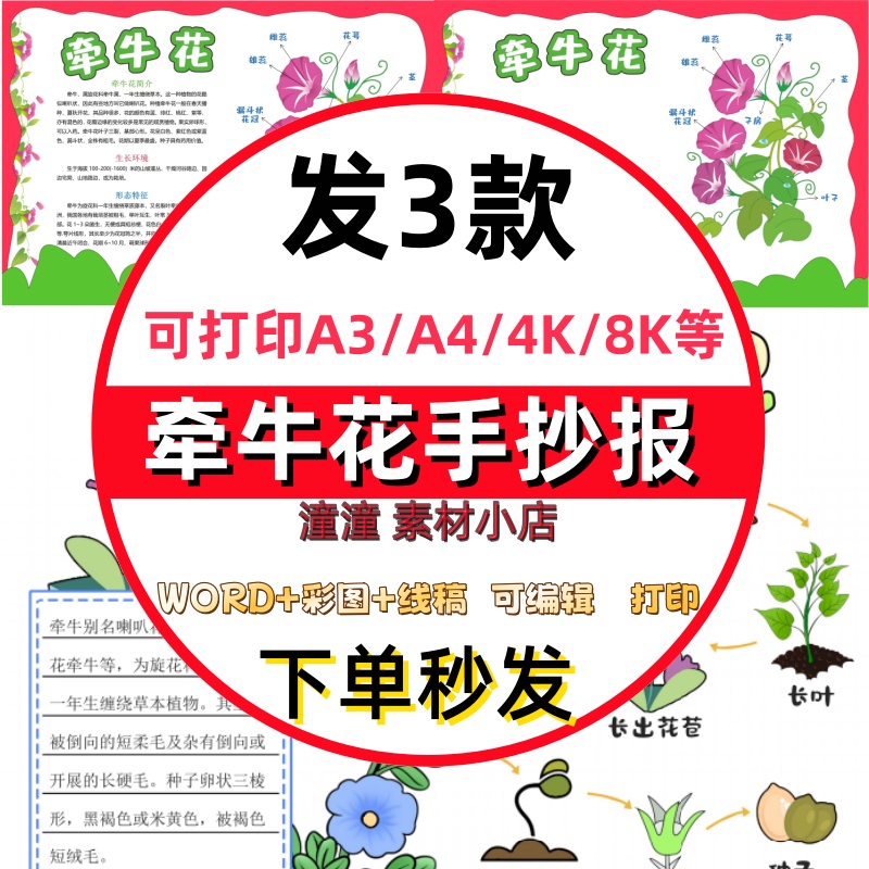 牵牛花记录卡手抄报电子版喇叭花成长记自然笔记生长观察小报线稿