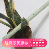 冰糯翠玉Gf调箫成人箫初学箫热卖 竖吹洞箫高端乐器春节高档乐器