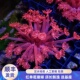 红单苞珊瑚长须日本带基座易养新手海缸软体海水活珊瑚 渔之家