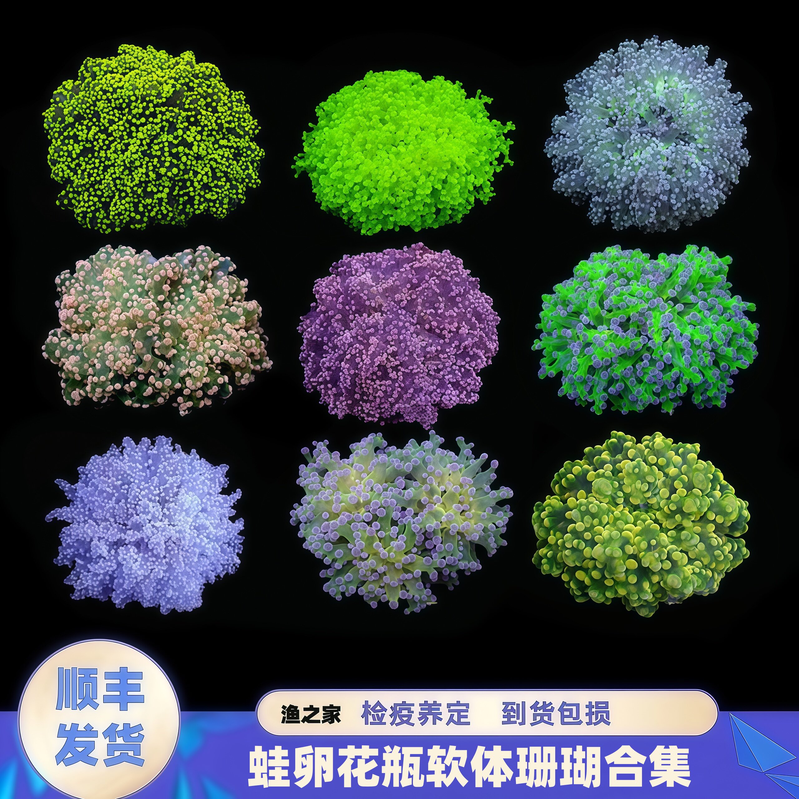渔之家水族珊瑚花瓶蛙卵荧光双色图片