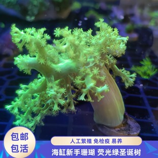 【渔之家】圣诞树珊瑚荧光绿稀有紫金肯亚麦穗海缸易养新手软体