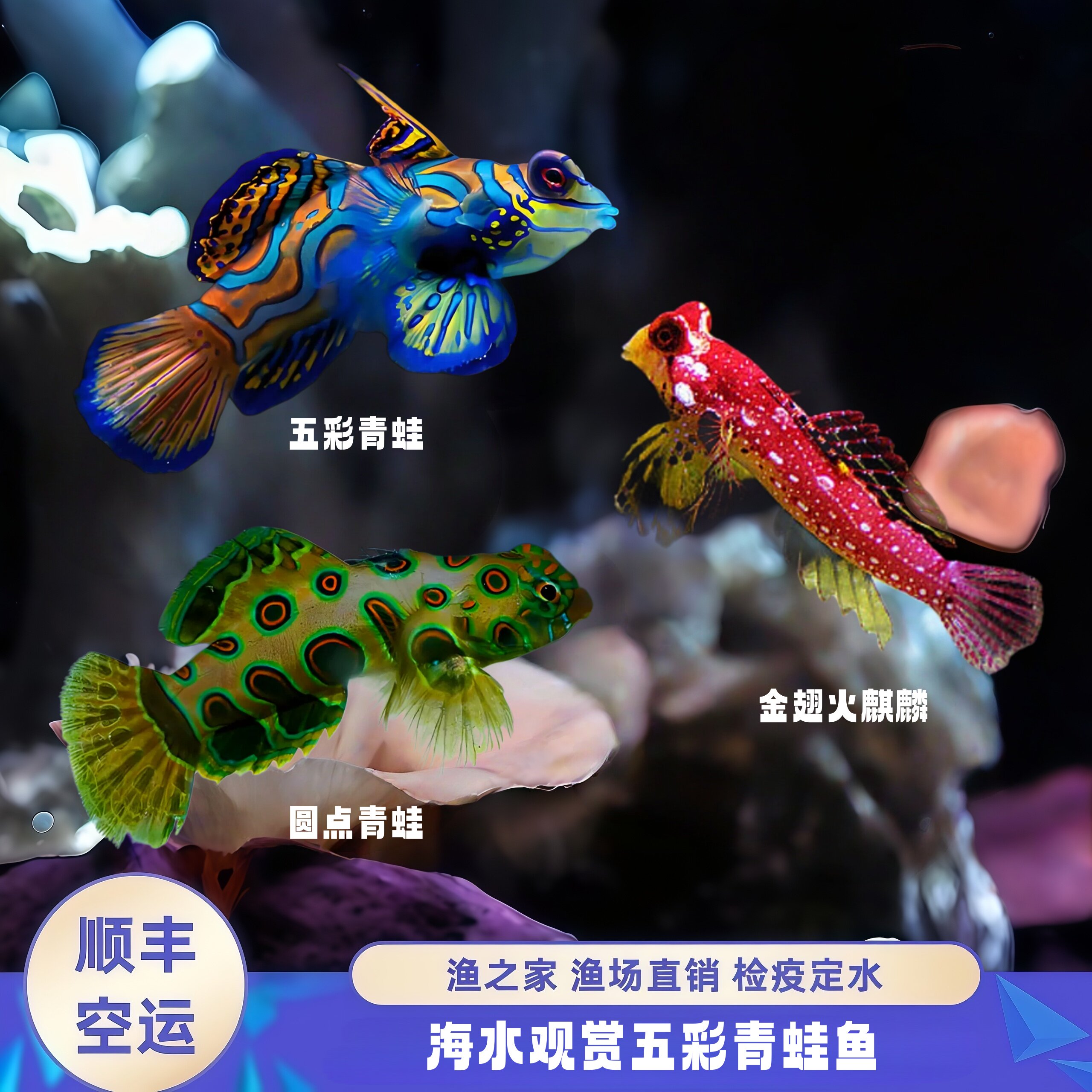 渔之家五彩青蛙海水珊瑚缸吃虫