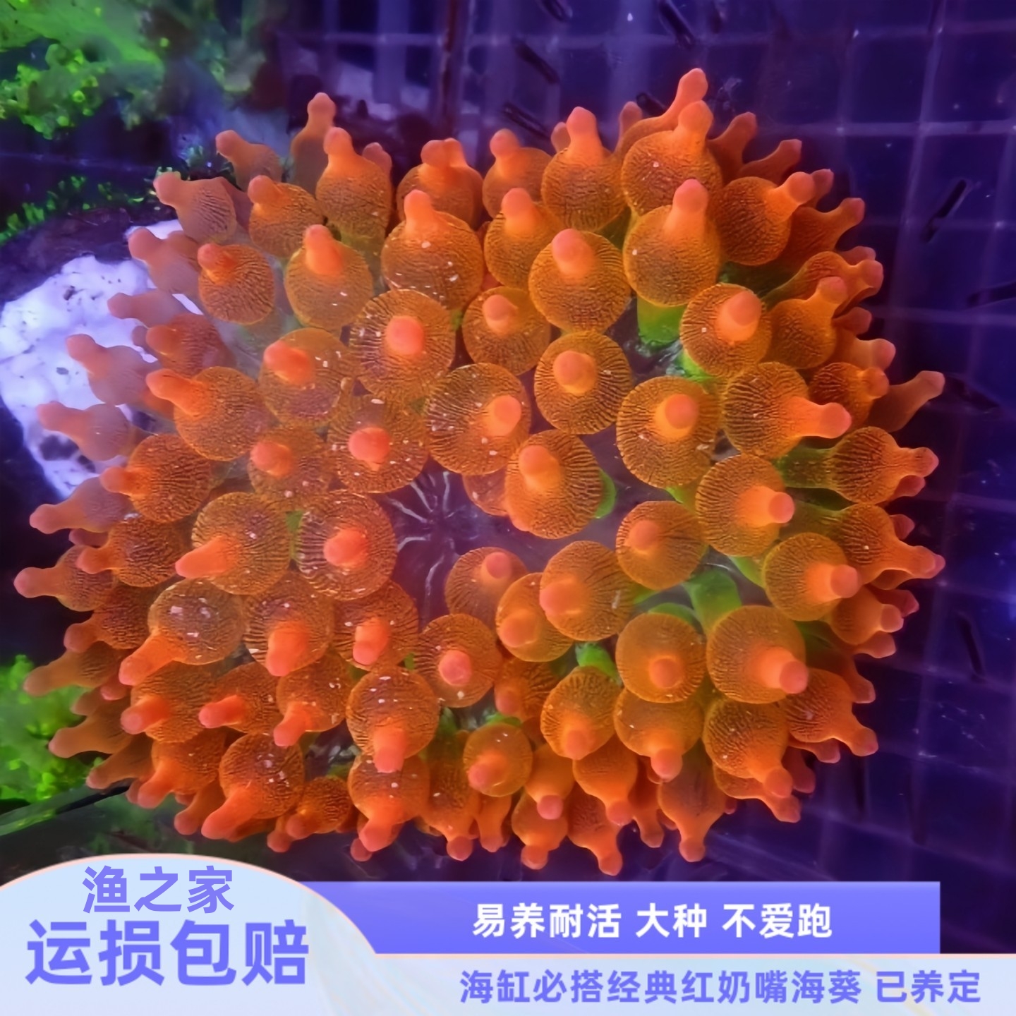 红奶嘴海葵小丑鱼共生软体