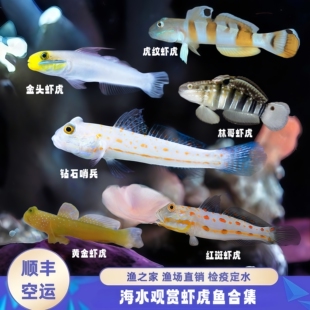 【渔之家】虾虎鱼海水观赏鱼钻石哨兵白虾虎林哥虾虎翻砂定水出售