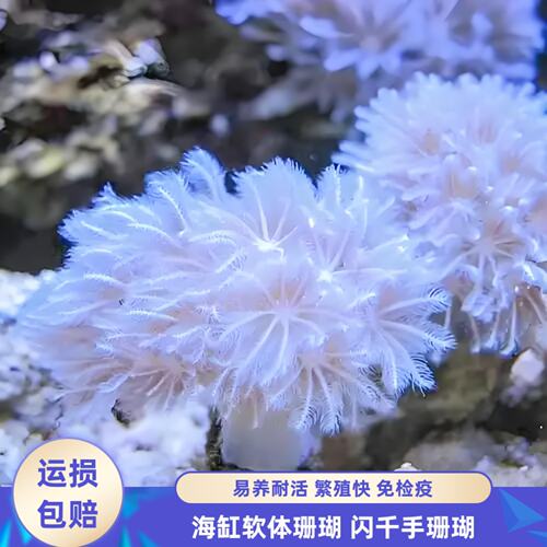 闪千手珊瑚海水软体基座