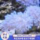 闪千手珊瑚海水软体美闪日闪加勒比开合花带基座活体 渔之家