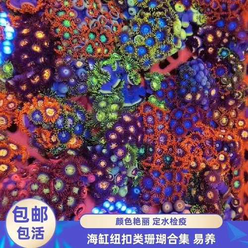 渔之家水族纽扣珊瑚新手试水海缸
