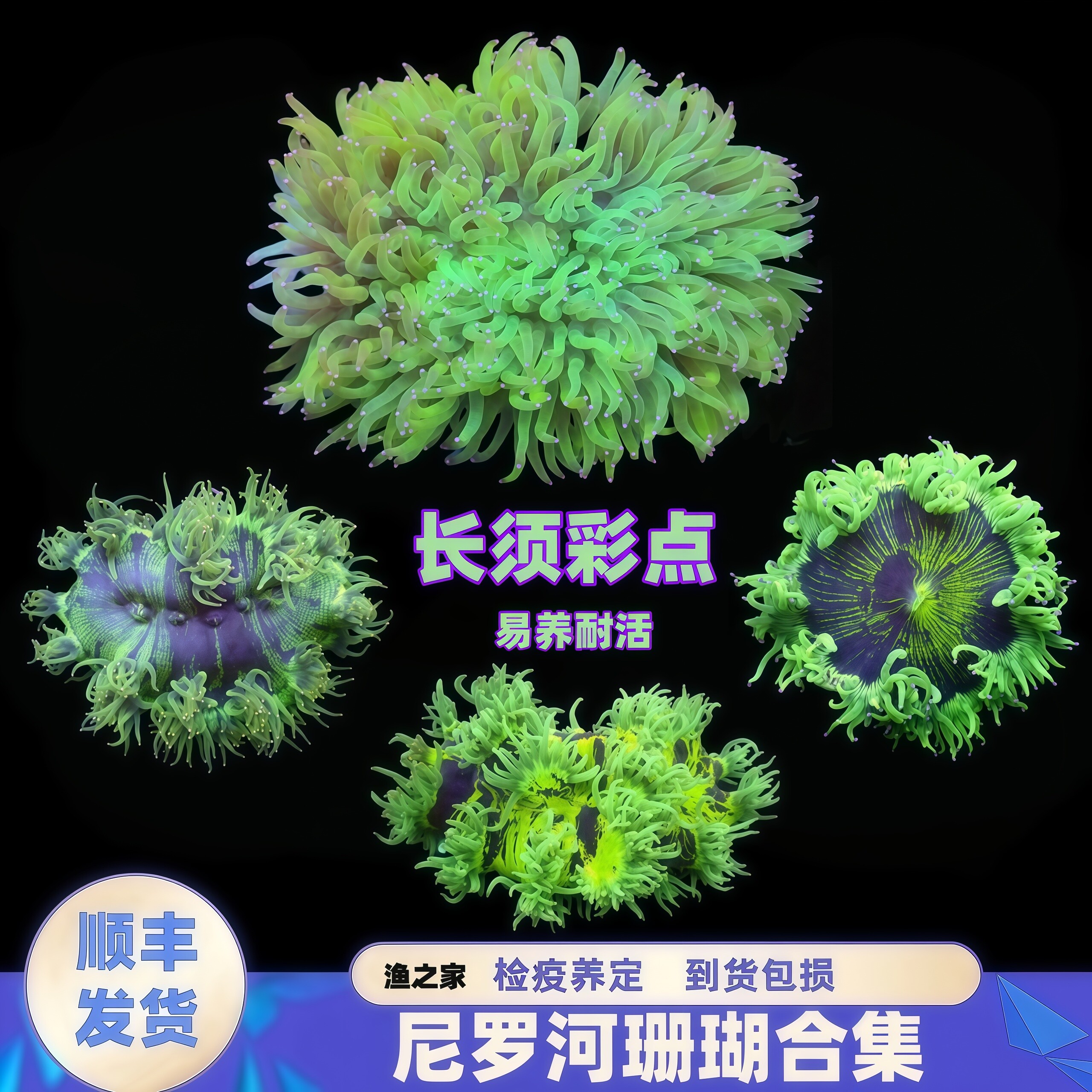 渔之家软体珊瑚人工繁殖活体珊瑚