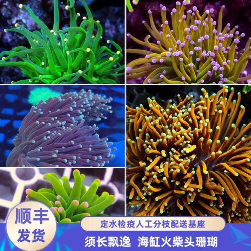 渔之家火柴头珊瑚活体水族印尼