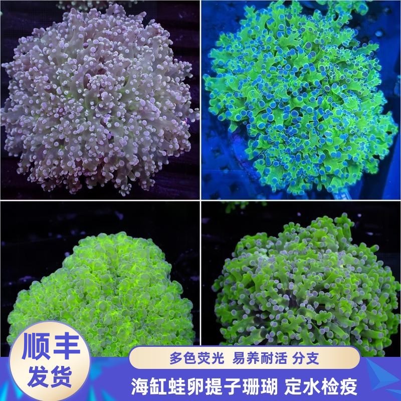 渔之家水族珊瑚花瓶蛙卵荧光双色