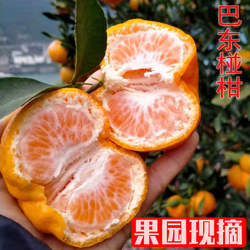 新鲜椪柑碰柑橘正宗湖北恩施巴东雷家坪芦柑现摘橘子新鲜水果10斤