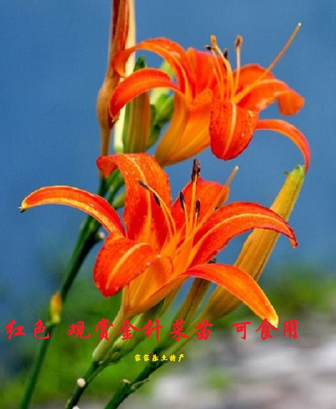 红色黄花菜种植苗红花金针菜种苗图片