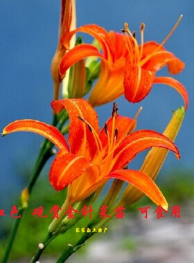 红色 黄花菜种植苗 红花根苗 红花菜苗根 金针菜苗根 黄花菜种苗