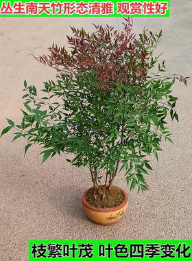 南天竹土培盆栽红叶火焰树苗室内外庭院真绿植带根造景蓝天竹