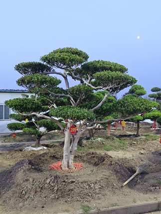 黄杨造型盆景老桩好养四季常青庭院别墅多年根系好